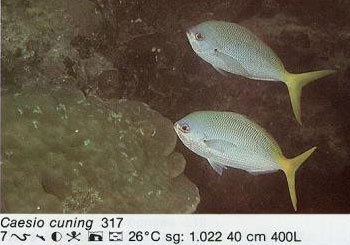 Caesio cuning